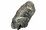 Fossil Sauropod Vertebra Section with Metal Stand - Colorado #339933-1